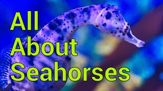 All About Seahorses  Tank setup Feeding Care and more [upl. by Aihtenak]