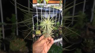 Grow some roots possible to propagate Tillandsia Funckiana var Recurvifolia airplants [upl. by Annaej530]