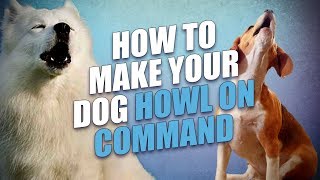 How to Make a Dog Howl On Command [upl. by Eilrak]