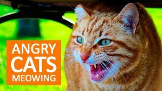 ANGRY CATS MEOWING LOUDLY  Make your Cat Go Crazy HD [upl. by Marguerite127]