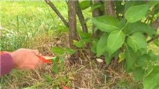 Gardening  How to Prune Lilacs [upl. by Vittorio]