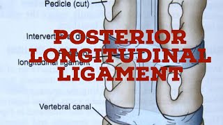 Posterior longitudinal ligament [upl. by Fransis662]