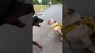 Doberman vs Pitbull  Which is More Aggressive [upl. by Ecenahs]