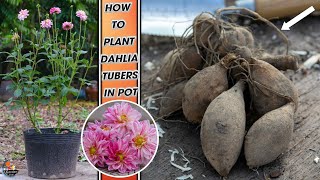 How to plant Dahlia tubers in pot [upl. by Cope230]