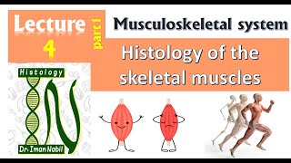 4aHistology of Skeletal musclesMuscular tissue [upl. by O'Callaghan701]