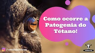 Como ocorre a Patogenia do Tétano 002 [upl. by Lippold]