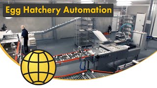 Egg Hatchery Automation  HatchPerformance Egg Packer  Hatchery Egg Grader  Fertile egg sorting [upl. by Aehtorod]