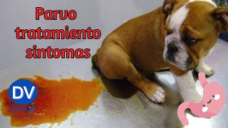 Parvovirus en perros síntomas tratamiento y más [upl. by Bartley]