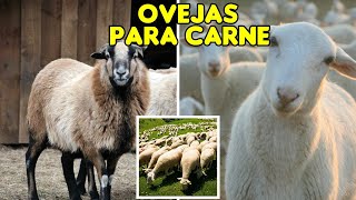 ¡CONOCIENDO LAS MEJORES RAZAS DE OVEJAS PARA CARNE ganaderias ovejasdecarne ovejas [upl. by Neeleuqcaj]