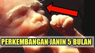 Perkembangan Janin Umur 5 Bulan Yang Normal Dalam Kandungan [upl. by Daeriam]