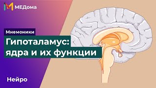 ГИПОТАЛАМУС  мнемоники ядра гипоталамуса функция ядер гипоталамуса  USMLE step 1  Медома [upl. by Ennylyak82]