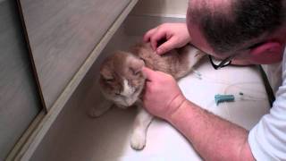 Subcu Subcutaneous Injection of IV Fluids for My Cat Flopster [upl. by Hesky978]