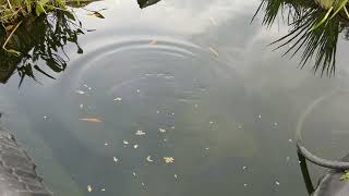 Karpfen im Teich Schleie im Teich Goldfisch im Teich Goldorfen im Teich  Raubtierfütterung [upl. by Nrevel]