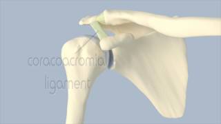 Acromioclavicular Joint Anatomy [upl. by Hunfredo40]