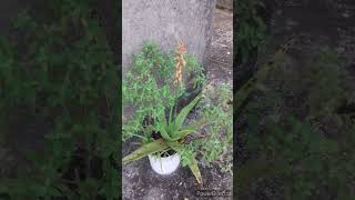 Aloe vera flowergardenaloeveragellikesubscribecommentshareshortfoodvillagefoodcooking [upl. by Cook]