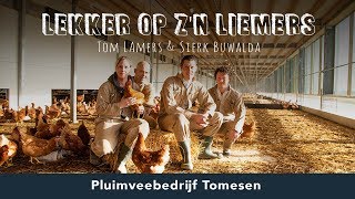 Het kip en het ei van pluimveebedrijf Tomesen [upl. by Ruberta538]