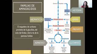 Morfofisiología I  Metabolismo de Aminoácidos 34 [upl. by Tomasine94]