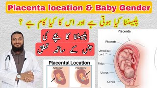 Placenta location amp baby genderplacenta posterior means boy or girl [upl. by Airamas460]