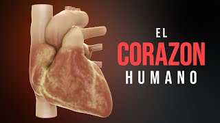 Cómo funciona el corazón Animación [upl. by Ahsiekrats653]