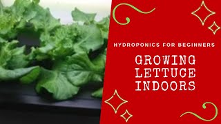 Hydroponics For Beginners  Growing Lettuce Indoors [upl. by Franz945]