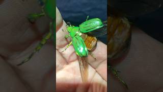 Chrysina gloriosa jewel beetle beetles insects entomology [upl. by Nohsal]