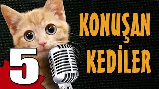 Konuşan Kediler 5  En Komik Kedi Videoları [upl. by Ziza]