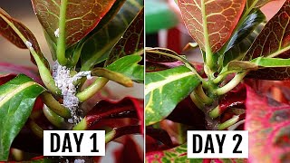 5 SIMPLEST Ways To GET Rid of Mealybugs In MINUTES [upl. by Mosier]