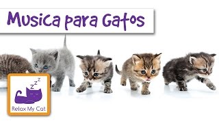 música curativa spa para gatitos y gatos enfermos [upl. by Aluor]