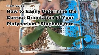 How to Easily Determine the Right Orientation of your Platycerium Staghorn Fern  Ep114 [upl. by Adi611]