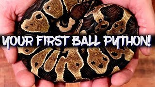 Things to consider when buying your first ball python [upl. by Gavrielle]