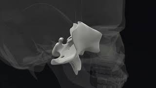 Sphenoid Hold  Lyons Institute Biodynamic Craniosacral Therapy [upl. by Euv252]