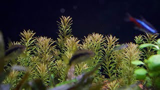 Rotala wallichii a rotundifolia ve 112l  KonAkva 89 [upl. by Kernan745]