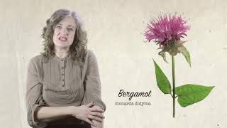 Bergamot – HERB GARDEN COURSE with Rachel Petheram – learningwithexperts com – Freebie 3 of 7 [upl. by Stoll487]