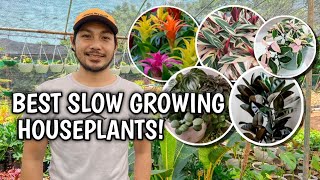 BEST SLOW GROWING HOUSEPLANTS [upl. by Ailaham468]