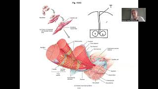 Muscle contraction  Sliding filaments theory  Muscle tissue physiology [upl. by Analle740]