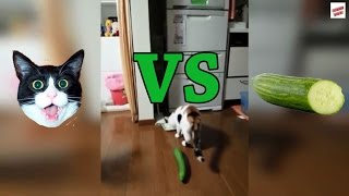 Cats vs Cucumbers Compilation [upl. by Larissa]