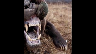 Yukon late season Grizzly Hunt with Widrig Outfitters 2010 [upl. by Airetak256]