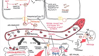 9 SIGNS OF TOO MUCH IRON  DERMATOLOGIST DrDrayzday [upl. by Mide]