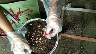 PAANO MAGTANIM NG SILIMAGPATUBO NG SILIHOW TO PLANT CHILI SEEDS [upl. by Bonnee]