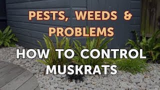 How to Control Muskrats [upl. by Polloch]