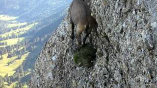 Steinbock auf dem Speer Kletterweg [upl. by Asital]