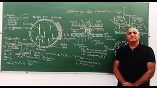 NUCLEUS STRUCTURE and FUNCTION [upl. by Ecnal594]