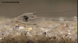 Transparent Fish Leptocephalus [upl. by Rednaeel]