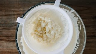 Como Fazer o Kefir Crescer Rápido  Aumentando a taxa de crescimento dos grãos de Kefir [upl. by Estrella]