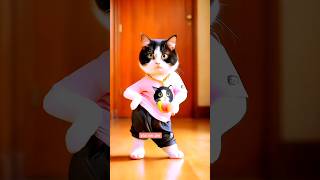 Amazing cat dance 😻  dancingcat cat catvideos lovecats shortfeed youtubeshorts 6 [upl. by Heimlich]