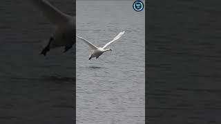 Swan Take off and landing in Slow motion [upl. by Trisha]