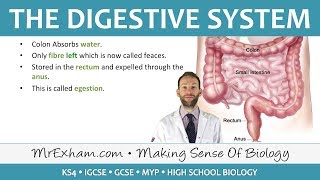 The Digestive System  GCSE Biology 91 [upl. by Hengel92]