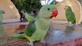 Alexandrine Chick Natural Sounds  Baby Parrot Natural Voice [upl. by Meingolda]