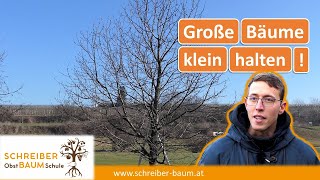 Zu große Obstbäume kleiner schneiden  Kirschbaum klein halten  Obstbaumschnitt [upl. by Tori]