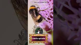 তুলতুলে বেগুনি সমকামী পালকের পুস্প liatris spicata Blazing starshorts ORONNO SM [upl. by Onimixam]